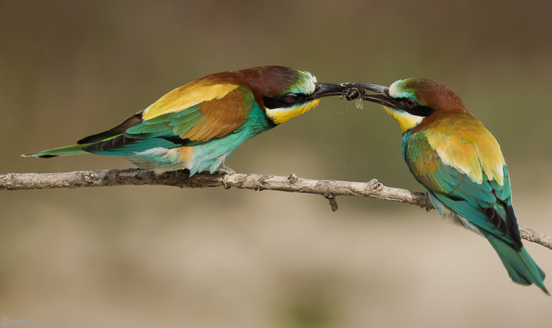 Abellerol (Merops apiaster)