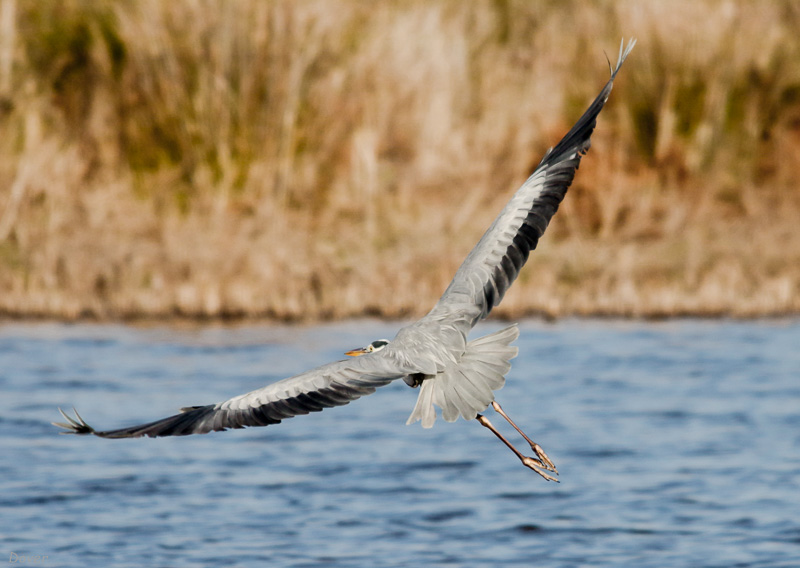 Bernat pescaire (Ardea cinerea)