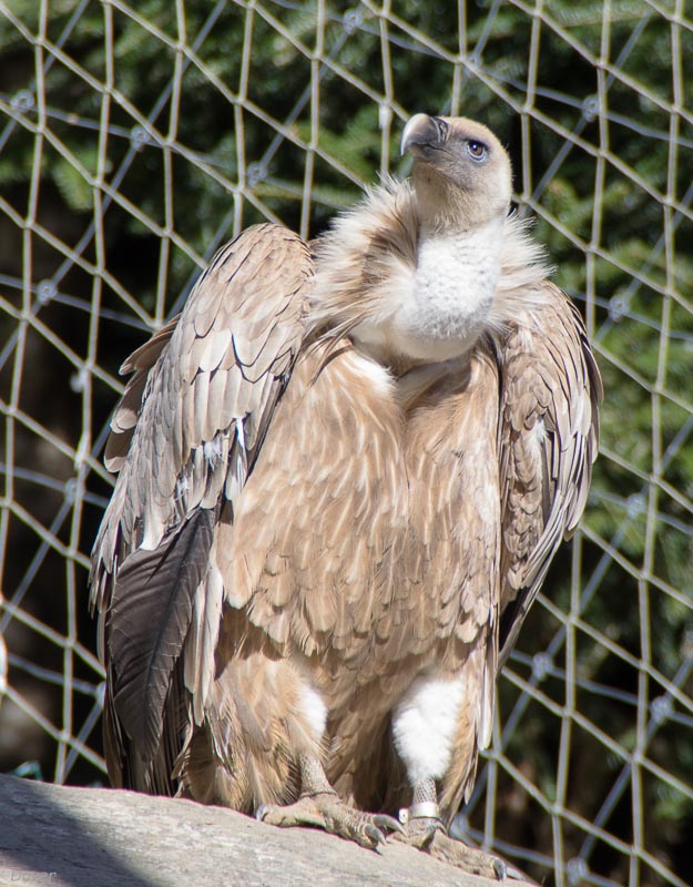 Voltor comú (Gyps fulvus)