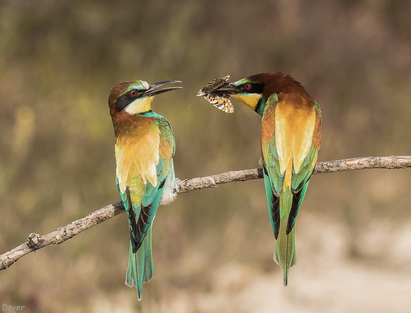 Abellerol (Merops apiaster)