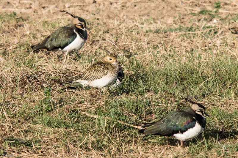 Daurada grossa (Pluvialis apricaria)