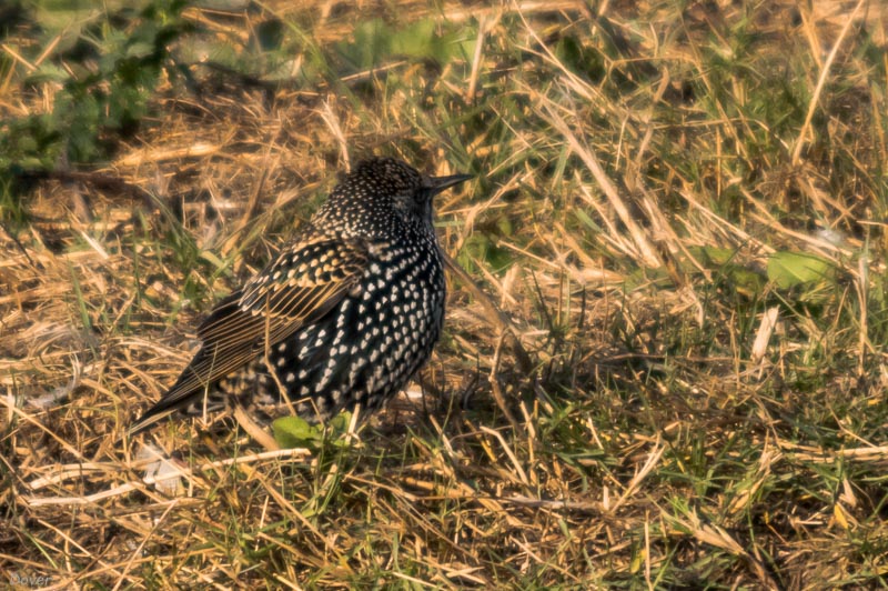 Estornell comú  (Sturnus  vulgaris)