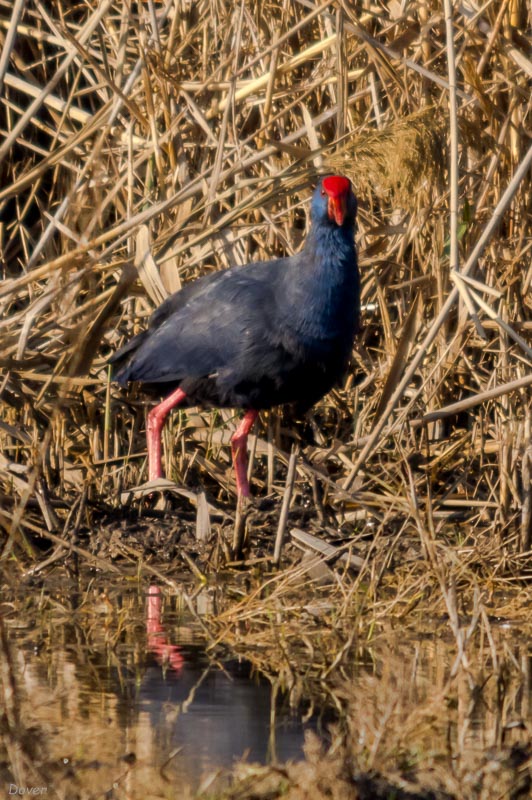 Polla blava (Porphyrio porphyrio)