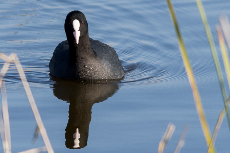 Fotja vulgar (Fulica atra)