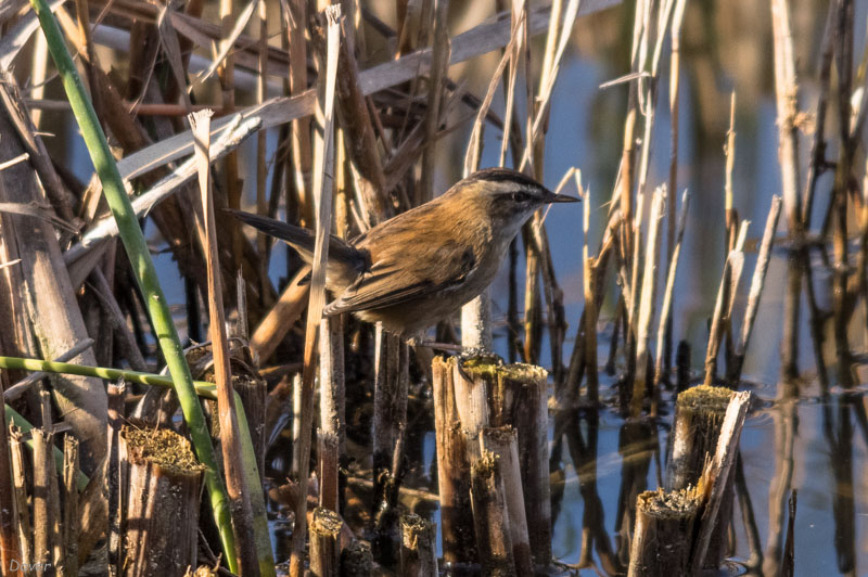 Boscarla mostatxuda (Acrocephalus melanopogon)