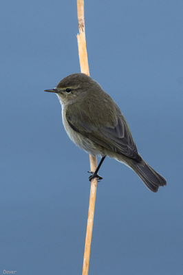 Mosquiter comú (Phylloscopus collybita)