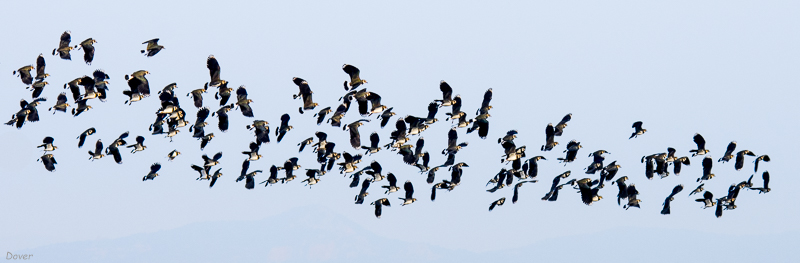 Fredelugas (Vanellus vanellus)