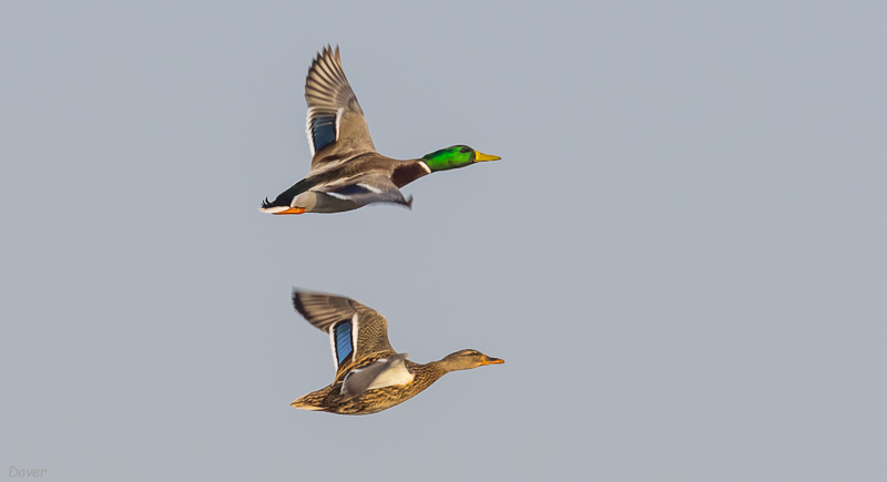 Ànec collverd   (Anas Platyrhynchos)