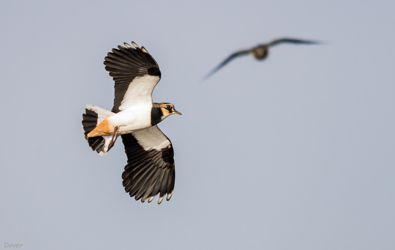 Fredeluga (Vanellus vanellus)