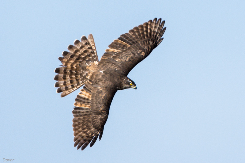 Astor (Accipiter gentilis)