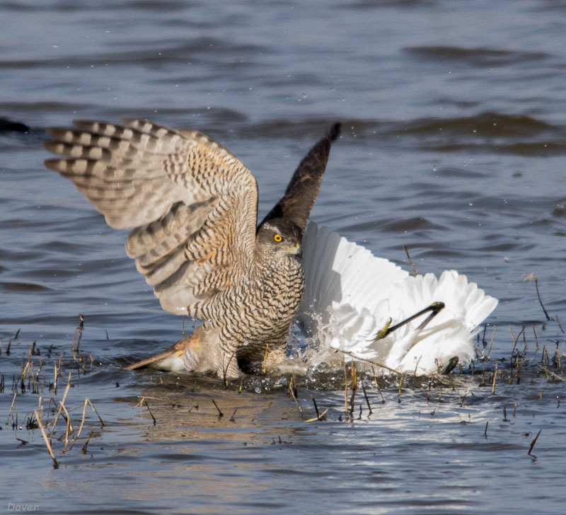 Astor (Accipiter gentilis)