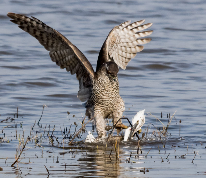 Astor (Accipiter gentilis)