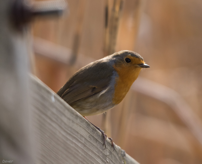 Pit-roig (Erithacus rubecula) Petirrojo