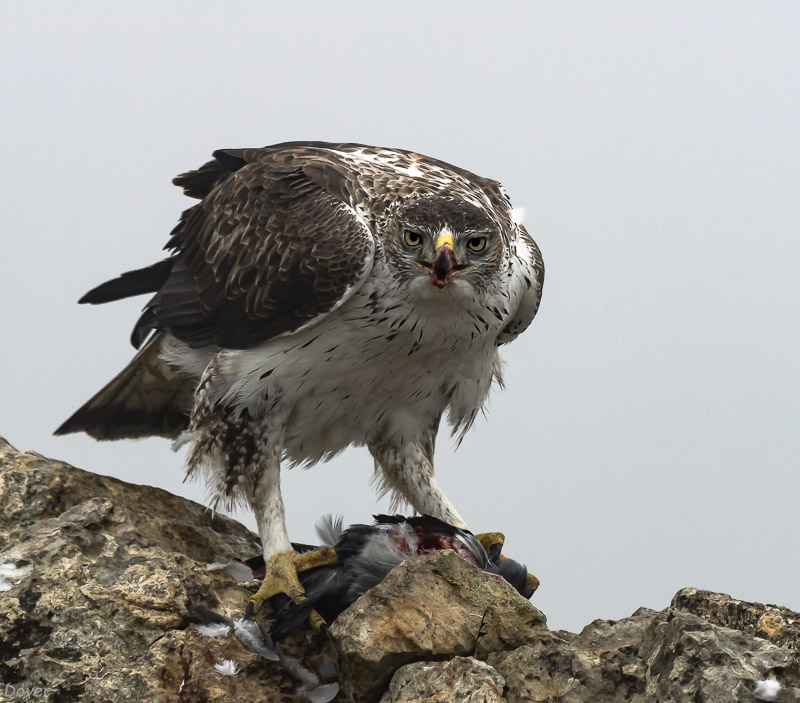 Àguila cuabarrada (Hieraaetus fasciatus)