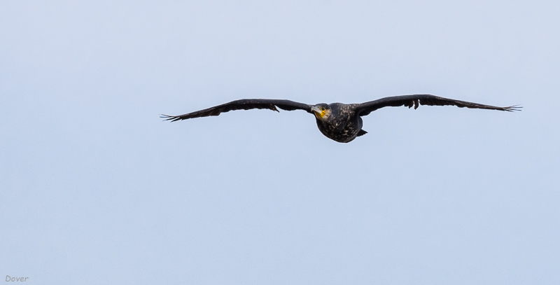 Corb marí (Phalacrocorax carbo)