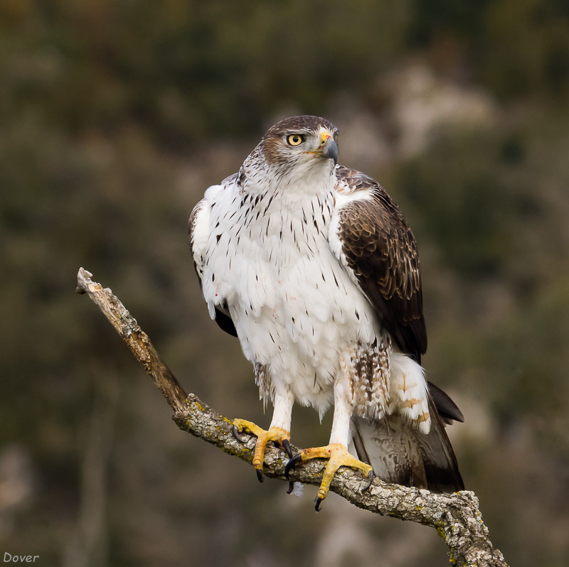 Àguila cuabarrada (Hieraaetus fasciatus)