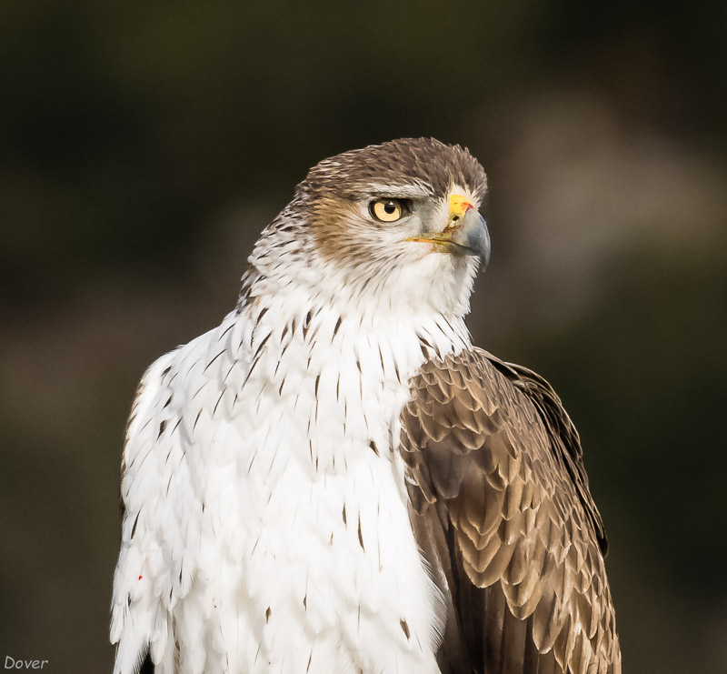 Àguila cuabarrada (Hieraaetus fasciatus)