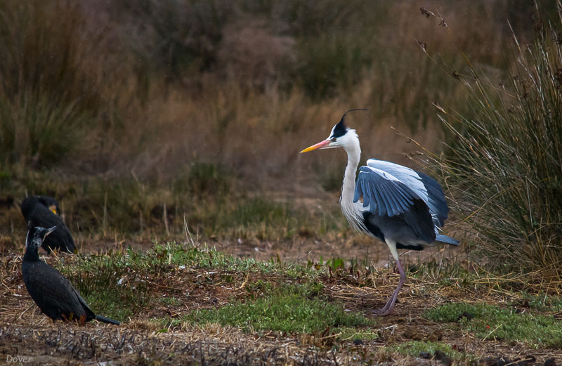 Bernat pescaire (Ardea cinerea)