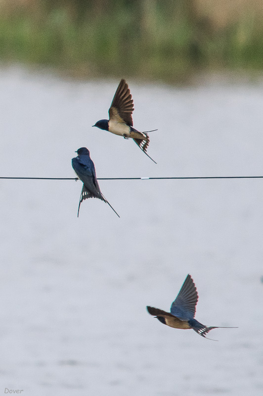 Oreneta vulgar  (Hirundo rustica)