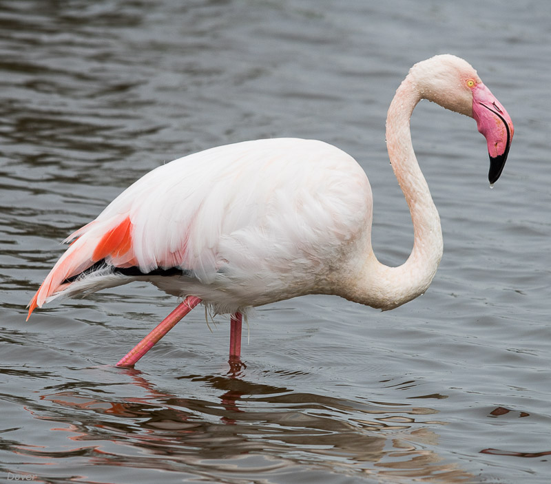 Flamenc (Phoenicopterus ruber)