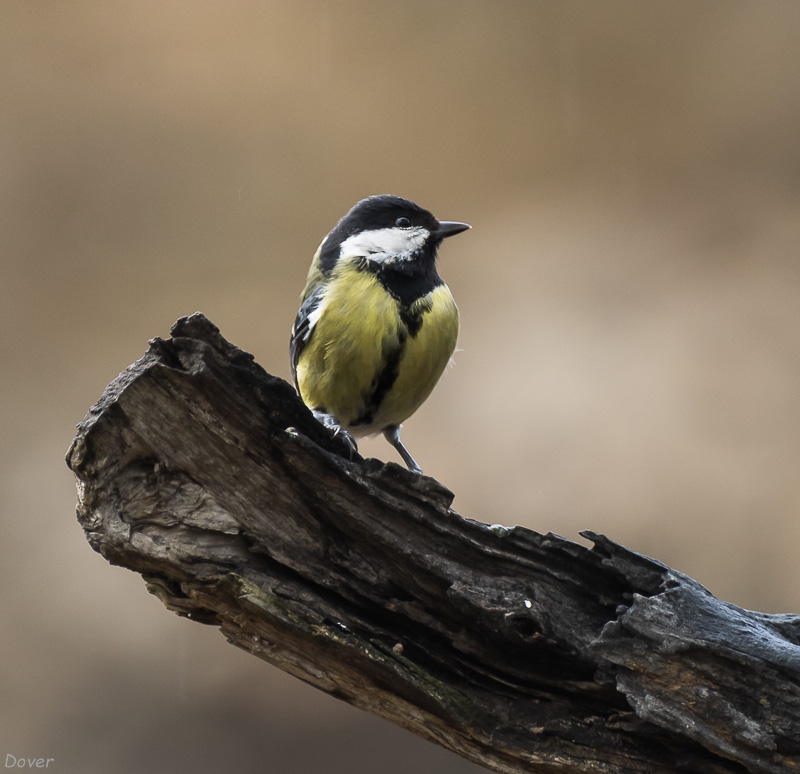 Mallerenga carbonera  (Parus major)