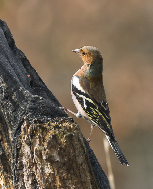 Pinsà comú  (Fringilla coelebs)