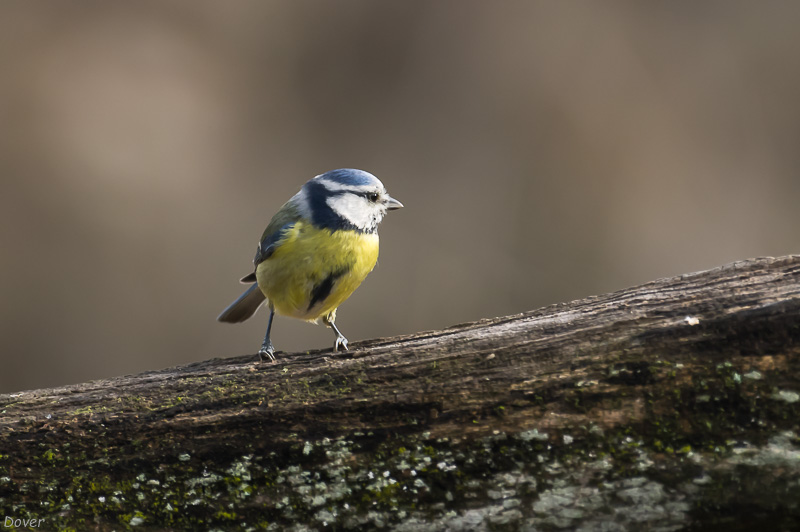 Mallerenga blava  (Parus caeruleus)