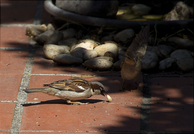 Mascle de Pardal comú (Paser domesticus)