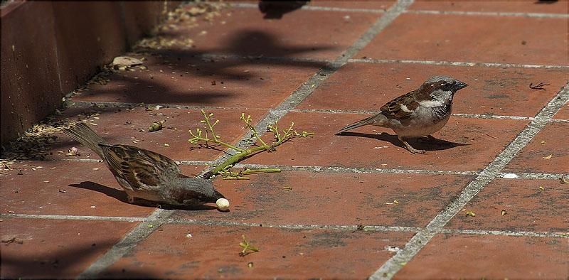 Mascle de Pardal comú (Paser domesticus)