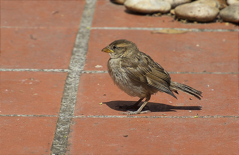 Jove de Pardal comú (Paser domesticus)