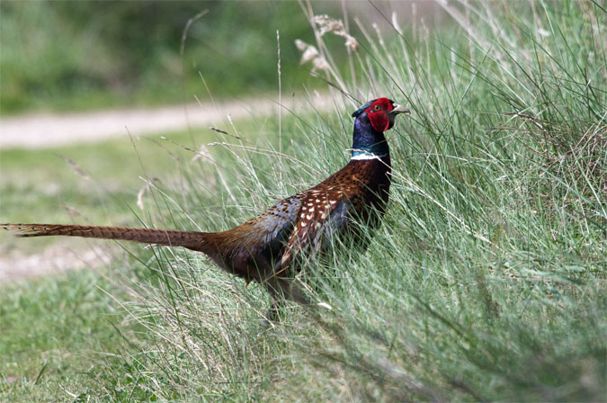 Faisá(Phasianus colchicus)