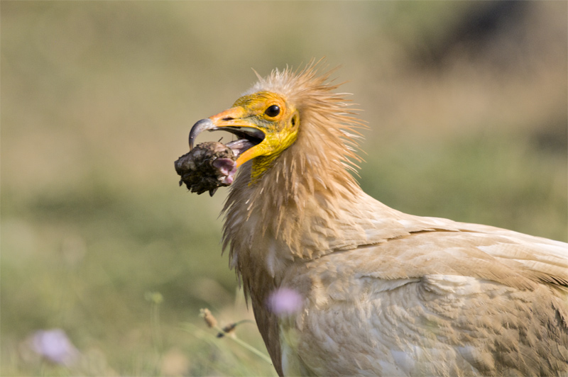 Aufrany(Neophron percnopterus)"Vall de la Terreta"