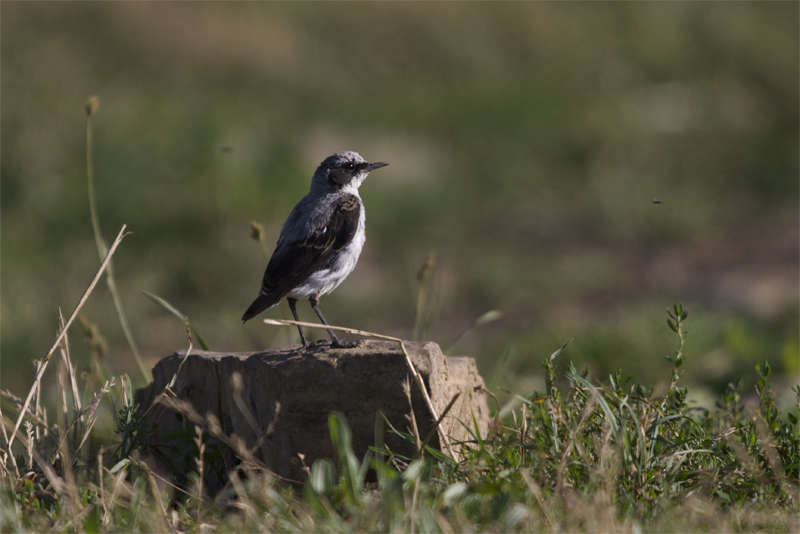 Colit gris(Oenanthe oenanthe)