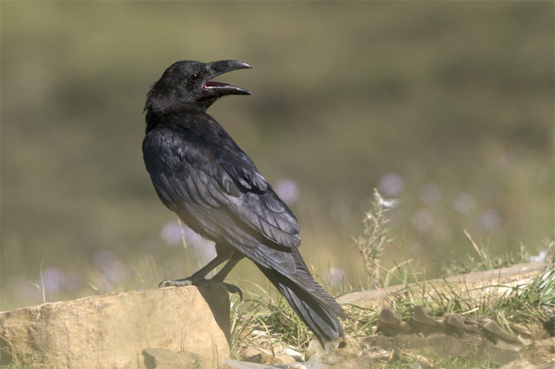 Corb(Corvus corax)Vall de la Terreta