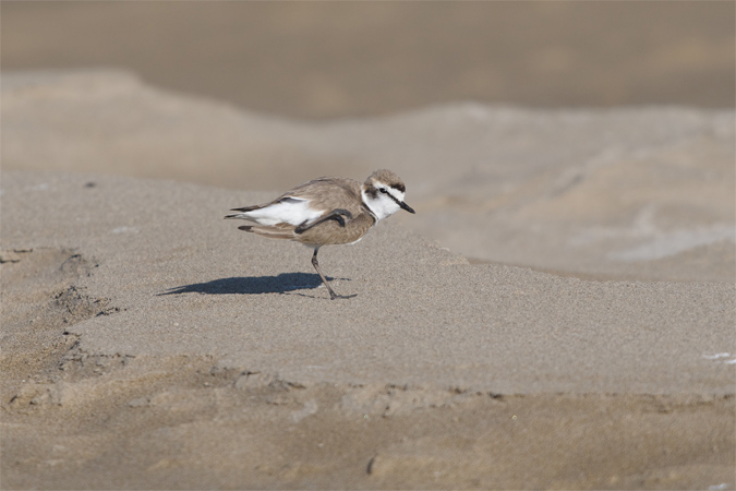 Corriol camanegre(Charadrius alexandrinus)