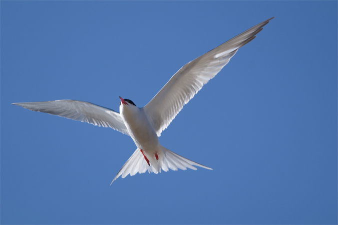 Xatrac comú, en vol(Sterna hirundo)