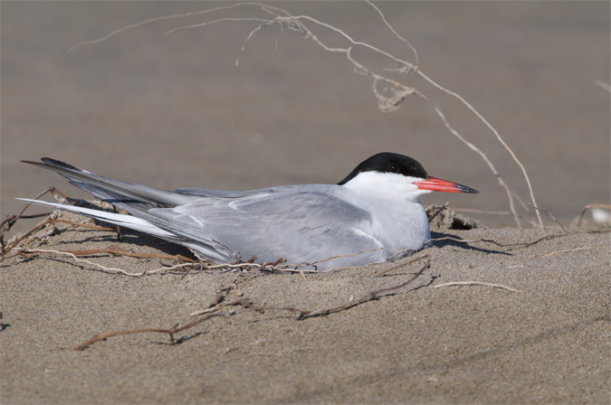 Xatrac comú(Sterna hirundo)