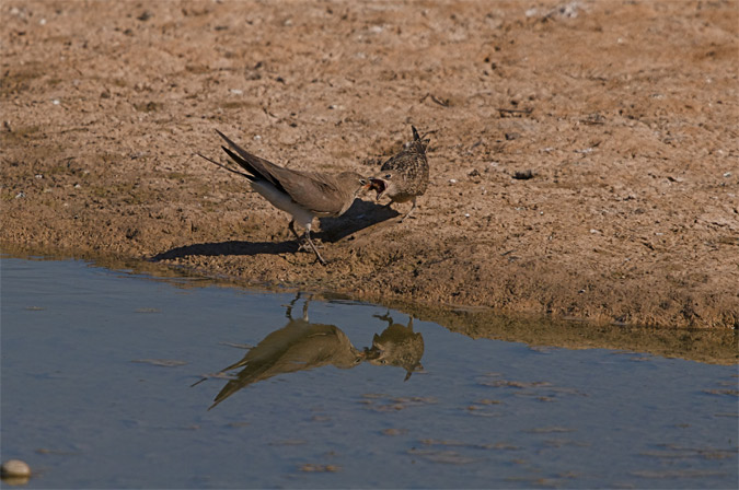 Perdiu de mar (Glareola pranticola)