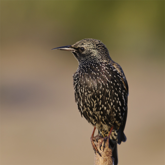 Estornell vulgar(Sturnus vulgaris)