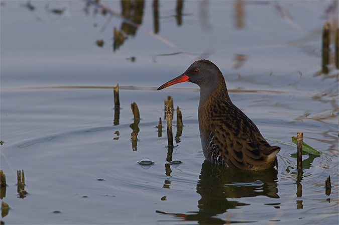 Rascló(Rallus aquaticus)