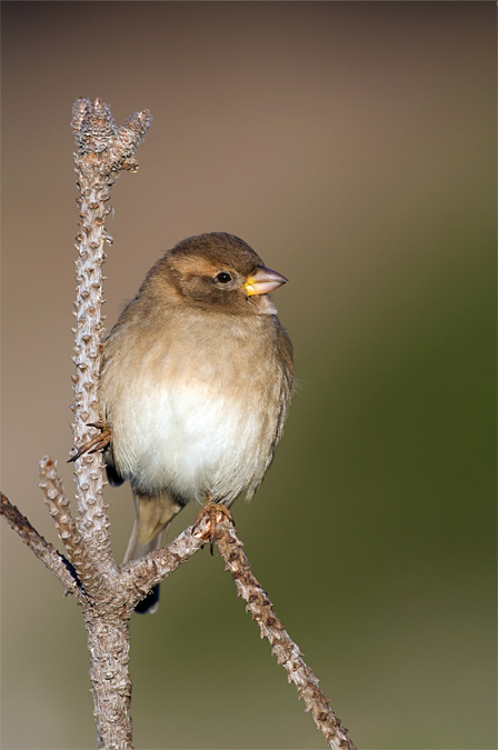 Pardal comú(Passer domesticus)-Jove