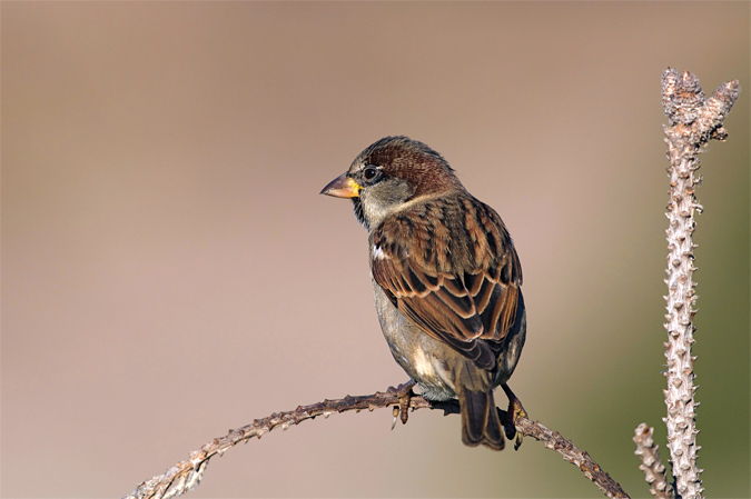 Pardal comú(Passer domesticus)-Adult