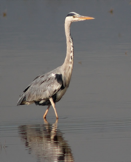 Bernat pescaire (Ardea cinerea)