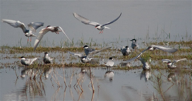 Fumarell carablanc (Chlydonias hybridus)