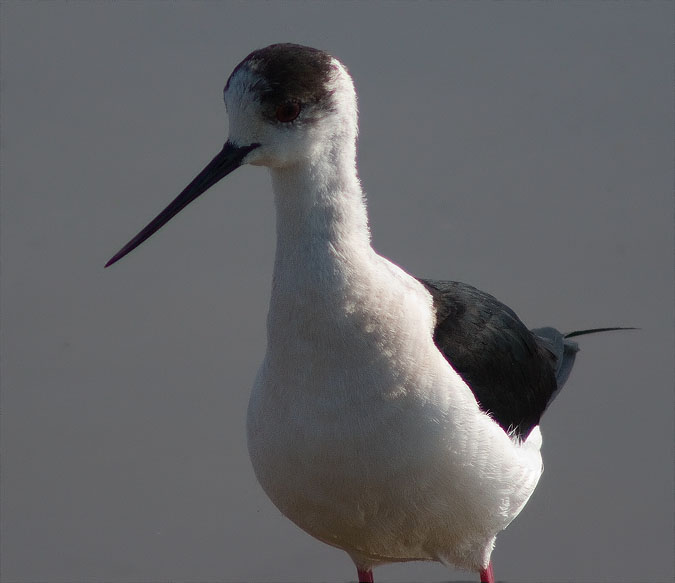 Cames Llargues (Himantopus himantopus)