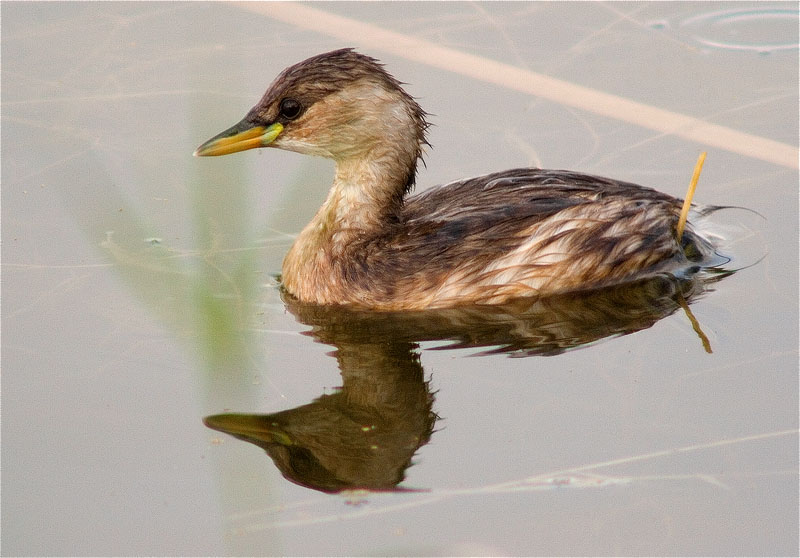 Cabusset (Tachybaptus ruficollis)