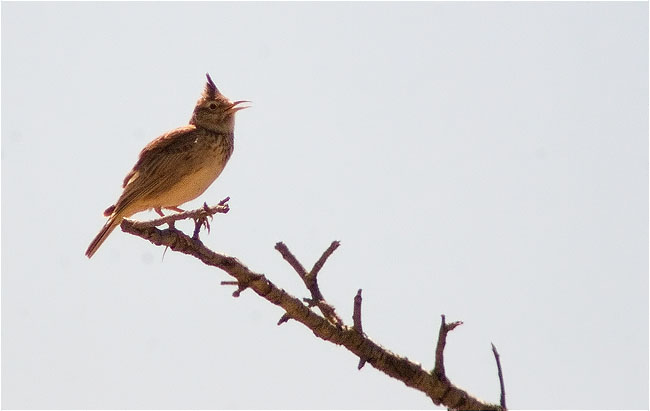 Cogullada vulgar (Galerida cristata)