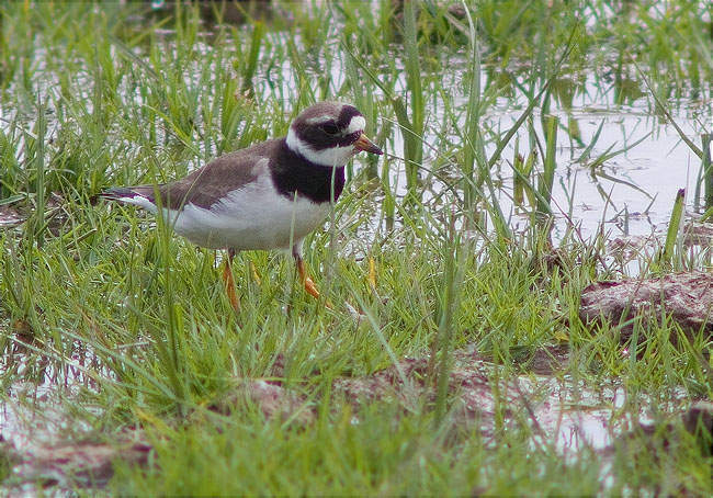 Corriol gros (Charadrius hiaticula)