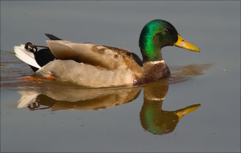 Mascle d'Ànec collverd (Anas platyrhynchos)