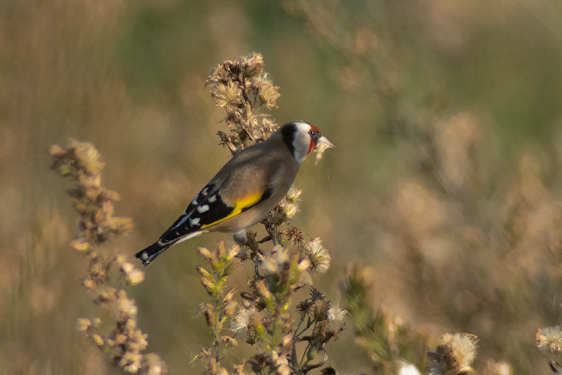 Cadernera (Carduelis carduelis)